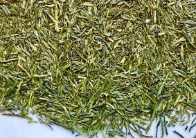 Sencha